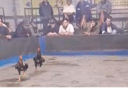 Sabung Ayam dan Judi Dadu di Desa Pentil Batu Marak Kembali, Kapolres Batu Harus Tegas dan Tindak Perjudian
