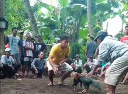 Praktik Judi Sabung Ayam di Lumajang Terkuak, APH Dinilai Tutup Mata