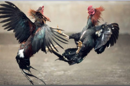 Diduga Aktivitas Judi Sabung Ayam di Pasirian Kembali Beroperasi, Kapolsek Belum Beri Tanggapan
