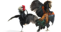 Sabung Ayam dan Dadu di Ranuyoso Polres Lumajang dan Polsek Tidak Punya Nyali Tutup Perjudian