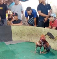 Diduga Arena Sabung Ayam di Joho Gedangan Masih Beroperasi, Warga Minta Aparat Bertindak