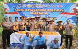 Sinergi Polsek Kenjeran dan Warga Tambak Wedi Sukses Gelar Panen Raya Jagung