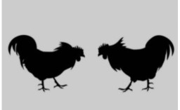 Desa Ngroto Diduga Jadi Lokasi Judi Sabung Ayam dan Dadu Berkedok Cari Dana Bersih Desa