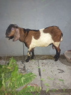 Karang Taruna RT 06 RW 02 Simorejo Gelar Qurban 1 Kambing untuk Almarhum Suhadi bin wakid