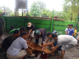 Masjid Mukhlisin Gelar Pemotongan Hewan Qurban di Simo Pronajaya