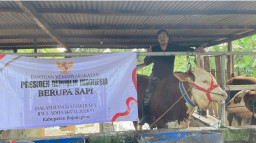 Sapi Kurban Seberat 1.040 Kg Dari Presiden RI Prabowo Diserahkan ke Masjid Baabus Shofa Bojonegoro