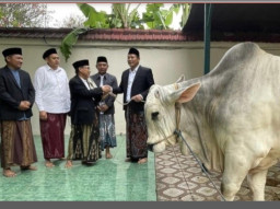 Momen Bupati Subandi Alihkan Bantuan Sapi Presiden ke Wilayah Jabon Sidoarjo
