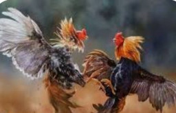 Dugaan Kalangan Ayam Kembali Beroperasi di Ranuyoso Lumajang, Warga Minta Penindakan Tegas
