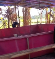 Diduga Arena Judi Sabung Ayam di Sidodadi Kembali Buka Kamis Ini, Warga Tantang APH Buktikan Keseriusan Berantas Perjudi