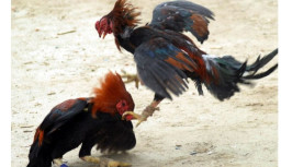 Diduga Kembali Beroperasi, Tarung Ayam 5 Sambung Digelar di Desa Jatisari