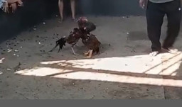 Dugaan Keterlibatan Pihak Terkait dalam Aktivitas Judi Sabung Ayam di Wiroborang, Probolinggo Jadi Sorotan Warga