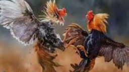 Warga Resah, Dugaan Aktivitas Sabung Ayam di Wilayah Purwodadi Pasuruan Jadi Sorotan