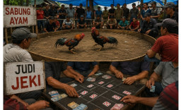 Dugaan Perjudian Sabung Ayam dan Cap Jie Kie Kembali Marak, Warga Srigading Minta Aparat Bertindak