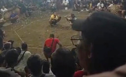 Arena Tajen Diduga Marak di Gianyar, Jarak Hanya 1,2 Km dari Polsek dan 1,5 Km dari Polres, Polda Bali Didesak Bertindak