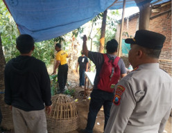 Polisi Tertibkan Lokasi yang Diduga Jadi Arena Sabung Ayam di Pakisaji Malang