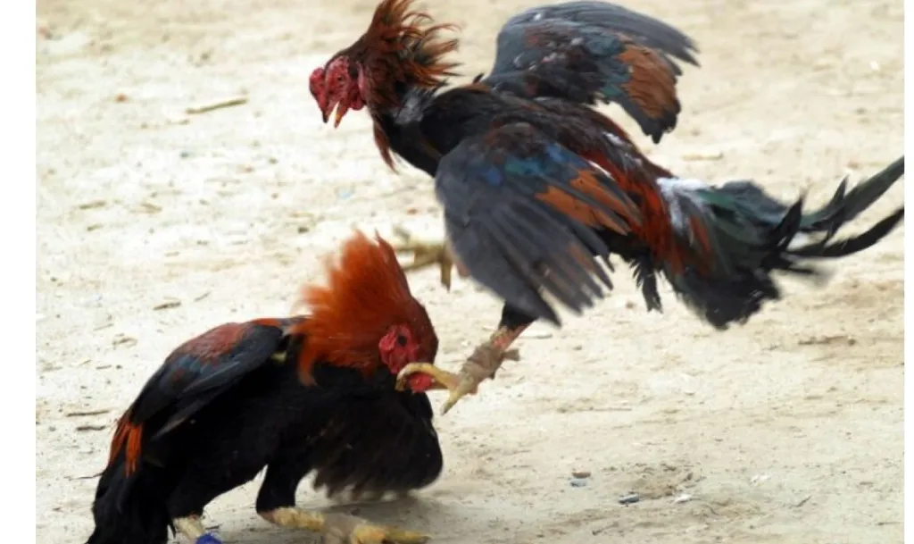 Diduga Kembali Beroperasi, Tarung Ayam 5 Sambung Digelar di Desa Jatisari