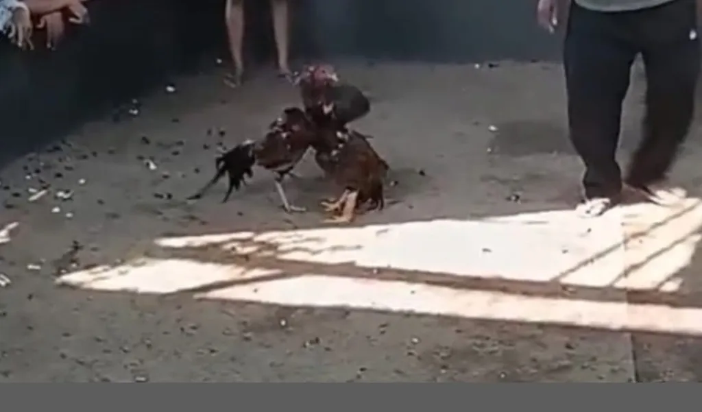 Dugaan Keterlibatan Pihak Terkait dalam Aktivitas Judi Sabung Ayam di Wiroborang, Probolinggo Jadi Sorotan Warga
