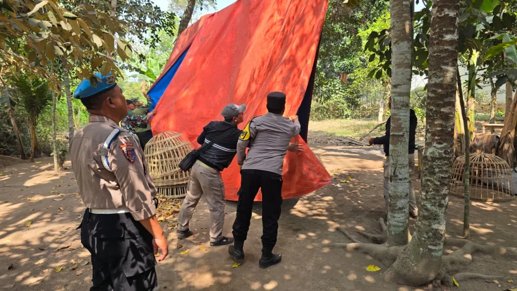 Lokasi Diduga Arena Sabung Ayam di Karang Duren Jember Dibongkar, Petugas Tak Temukan Aktivitas