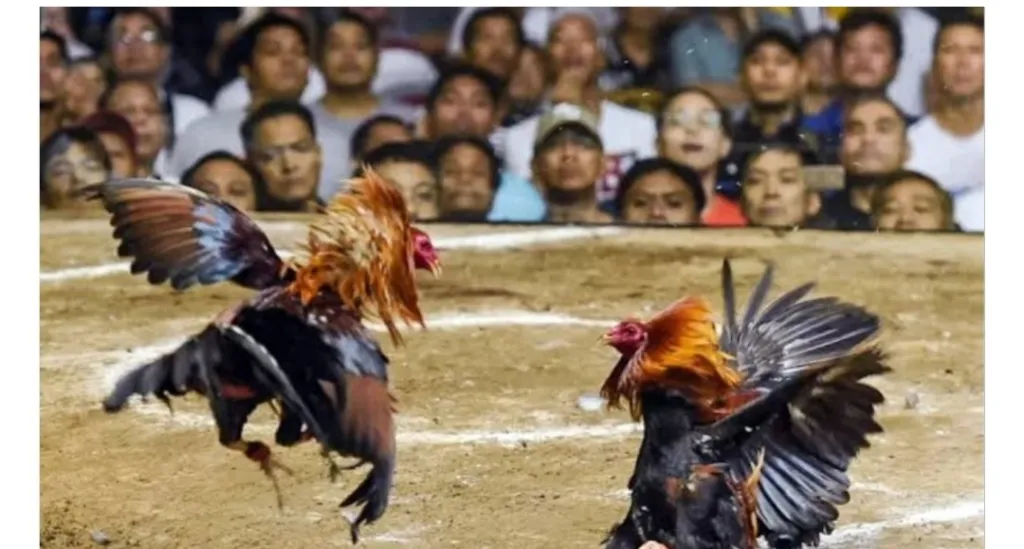 Dugaan Arena Sabung Ayam di Plosorejo Blitar Disorot, Aparat Didesak Segera Telusuri Kebenaran