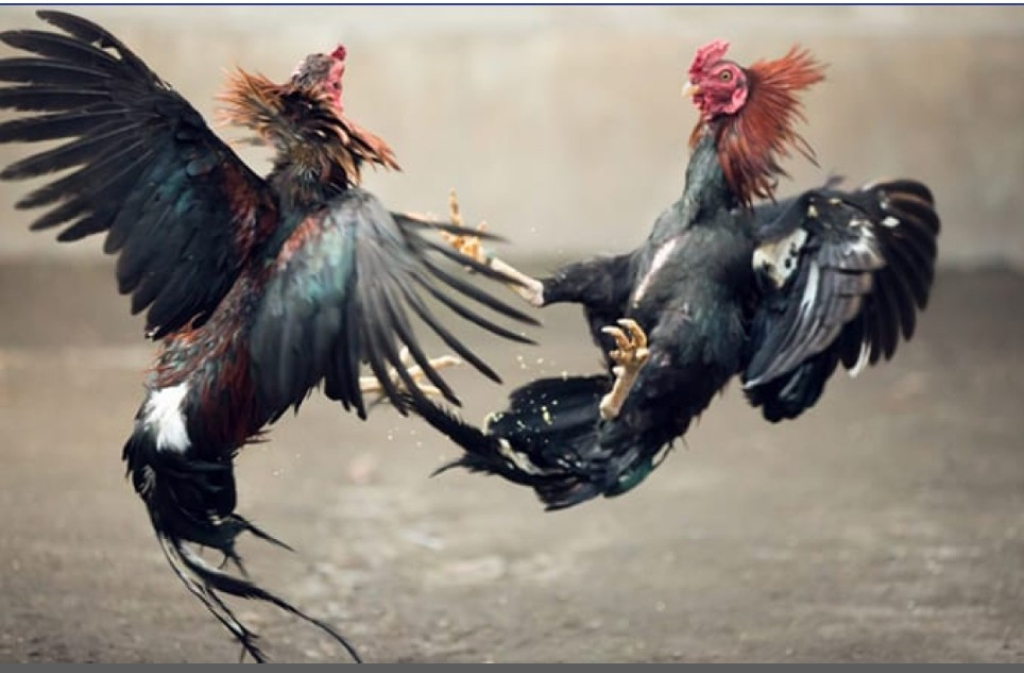 Diduga Aktivitas Judi Sabung Ayam di Pasirian Kembali Beroperasi, Kapolsek Belum Beri Tanggapan