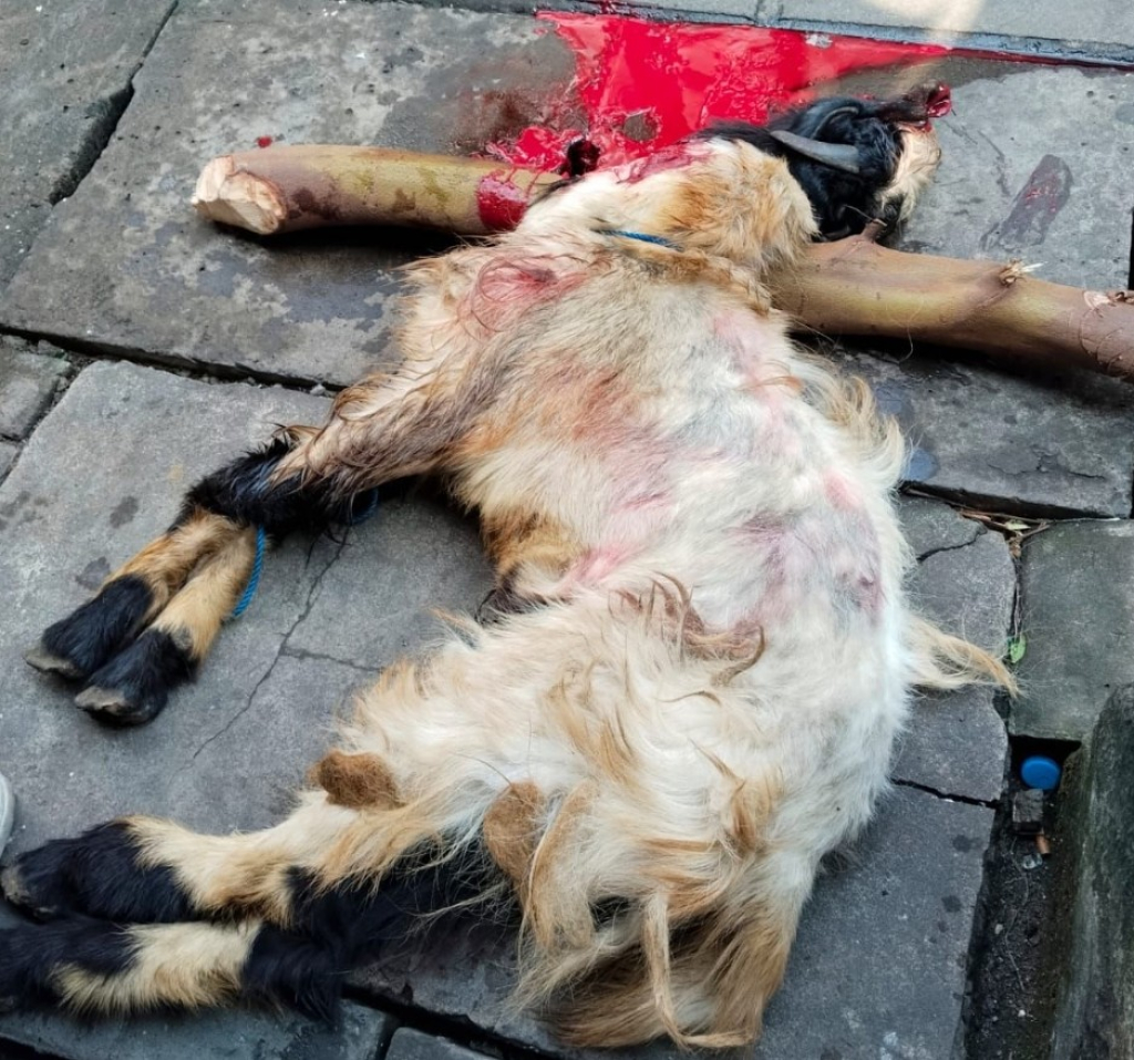 Harian Mata Berita Gelar Qurban di Kantor Redaksi, Kebersamaan Jadi Pemandangan Utama