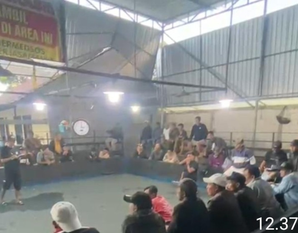 Dugaan Aktivitas Sabung Ayam di Desa Pentil/Agro Batu Kembali Jadi Sorotan Warga