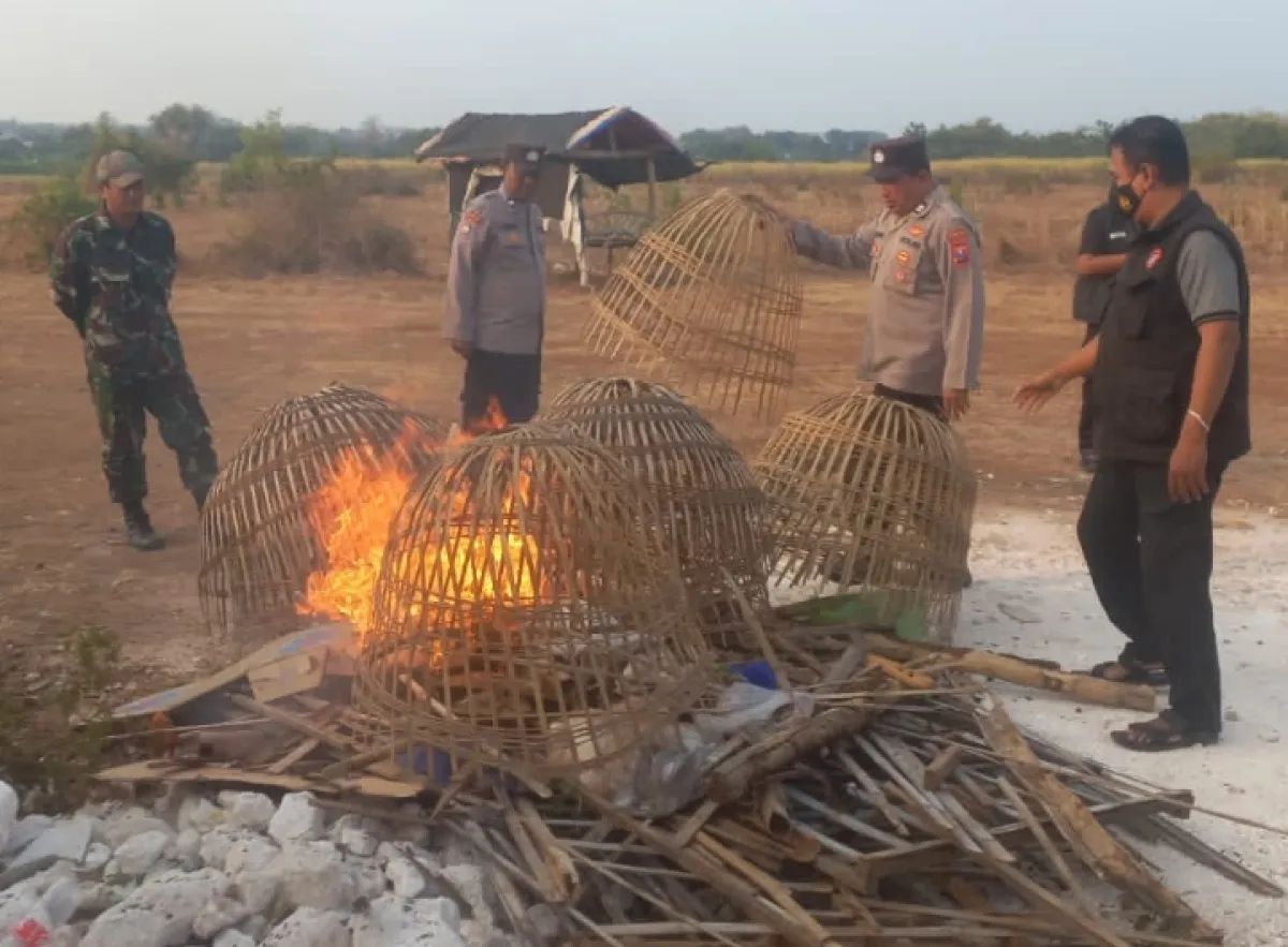 Polsek Sidayu Bongkar Indikasi Lokasi Judi Sabung Ayam, Kurungan Ayam Dimusnahkan